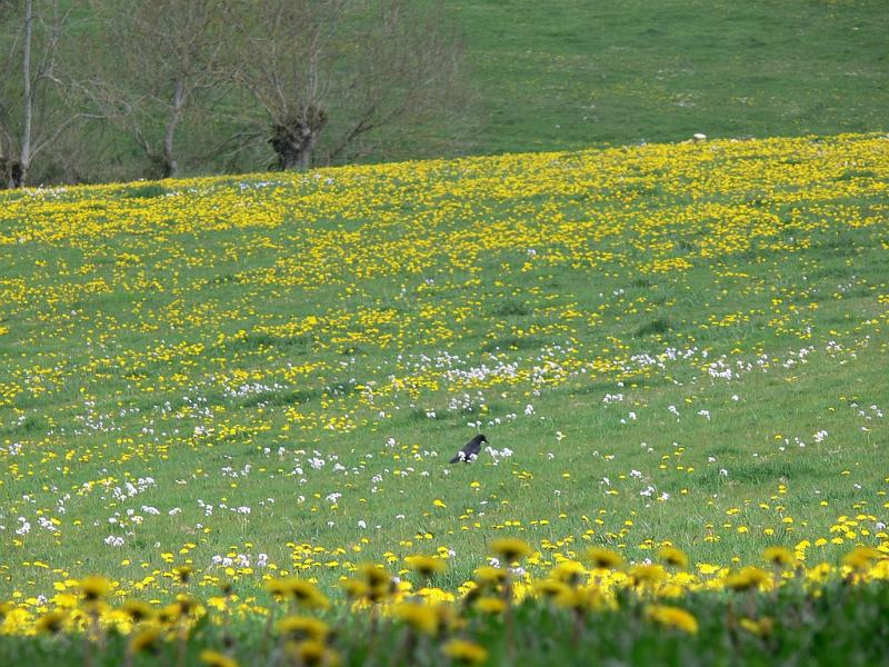 Mont Saint Michel 2010 - 110.jpg